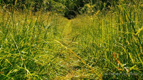 Fantasy-Larp-Verein-Wasserwacht-21-06-25-A025